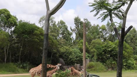 giraffes feeding near vehicle with zebras roaming