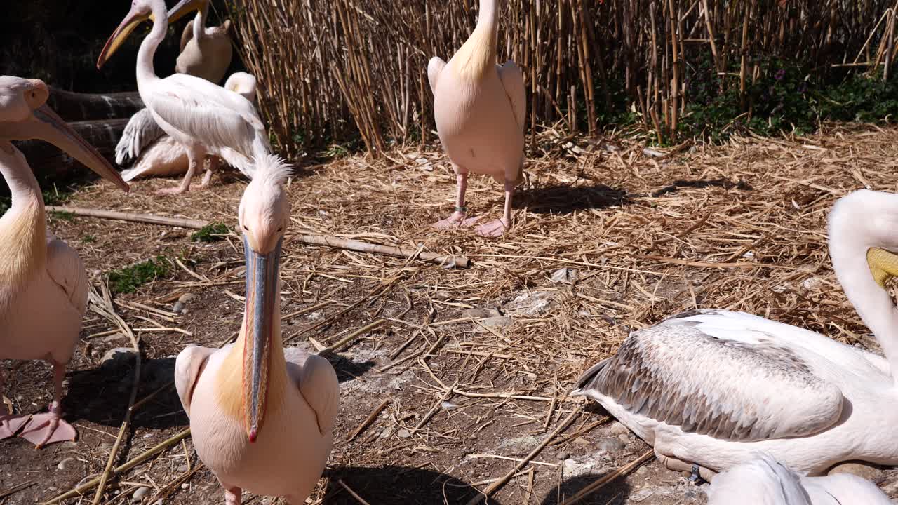 Pellicani rosa e grigi che riposano all'aperto in un campo di fieno durante un tramonto dorato, primo piano al rallentatore