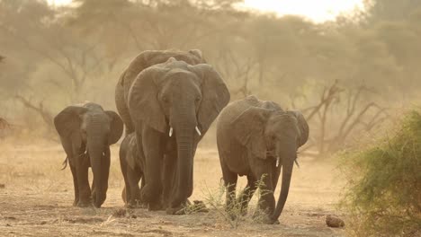 small herd of elephants walking in golden backlight in south africa