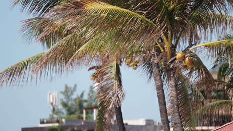 Palmera-En-La-Playa-Mexicana-Con-Cocos.