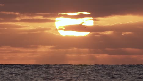 amanecer en el océano con silueta de pájaro volando en cámara lenta