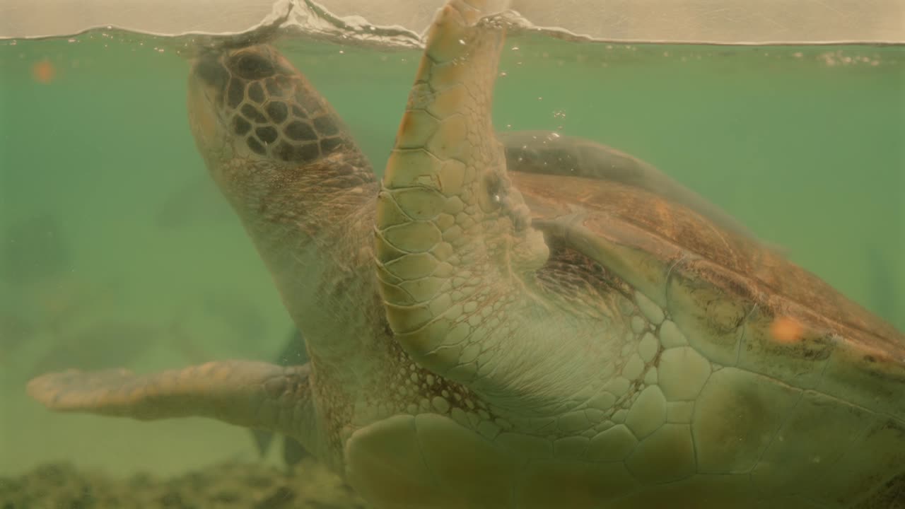 A sea turtle from the Amami Islands glides upward through the vast aquarium, surfacing for air in a tranquil and mesmerizing moment