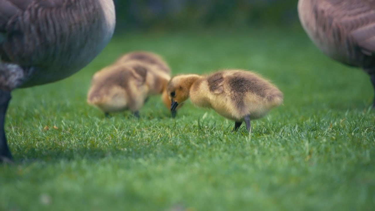 Cute Goslings Grazing on Green Grass in a Park