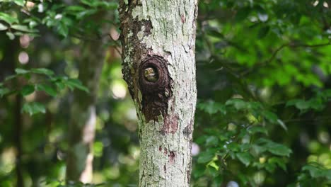 Kragenkauz,-Taenioptynx-Brodiei,-Kaeng-Krachan-Nationalpark,-Thailand