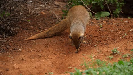 la mangosta amarilla excava y muerde la piedra enterrada, de cerca