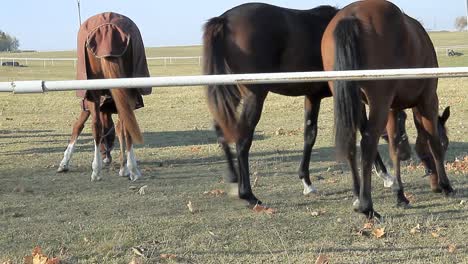 horse walking through the meadows eating grass stock video