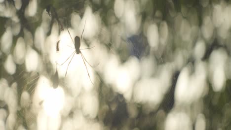 Tropische-Spinne-In-Der-Mitte-Ihres-Netzes-Im-Wald-Bei-Sonnenuntergang