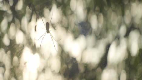 tropical spider in the center of her web in the forest by sunset