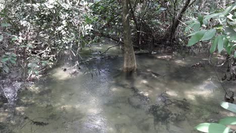 Kleiner-Fluss,-Der-Durch-Einen-Dschungel-Fließt-2