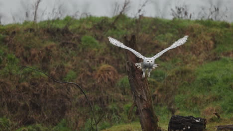 snowy owl in flight