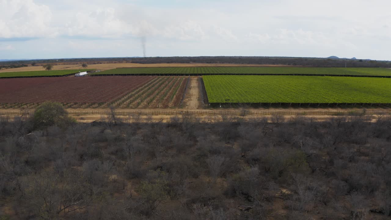 Commercial vineyard plantation in rural Brazil