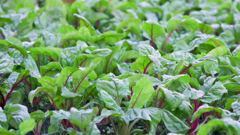 chard lettuce in field filling the frame