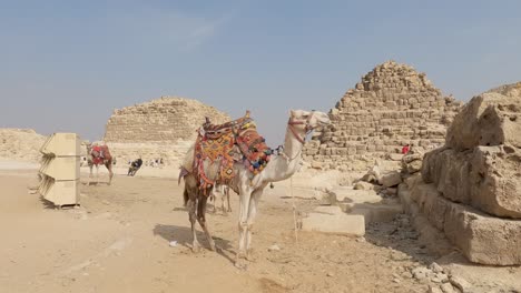 vista estática de camellos para turistas que viajan en el complejo piramidal de giza en egipto