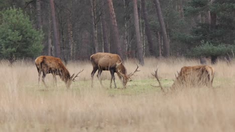 Tres-Ciervos-Rojos-Machos-Con-Grandes-Cuernos-Pastan-A-Lo-Largo-Del-Borde-Del-Bosque