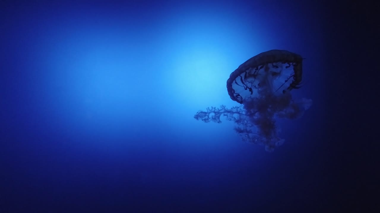 Slow Motion of a jelly fish swimming in an aquarium
