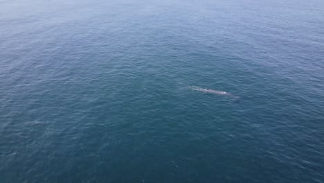 Fast-moving-Bryde's-whale-breaks-surface-a-few-times-to-blow-and-breathe