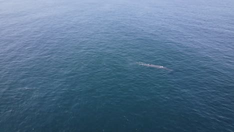 la ballena de bryde, que se mueve rápidamente, sale a la superficie varias veces para soplar y respirar.