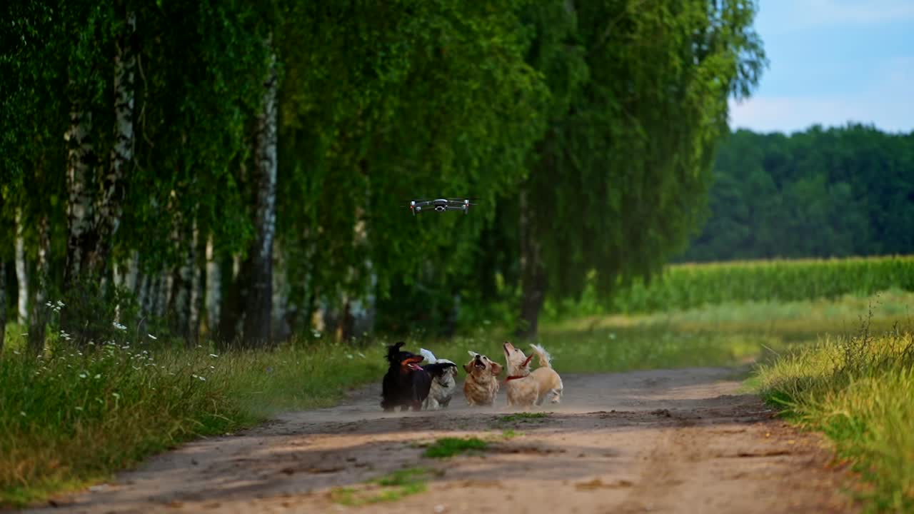 Happy dogs running to drone. Dog running fast and jumping to the flying drone