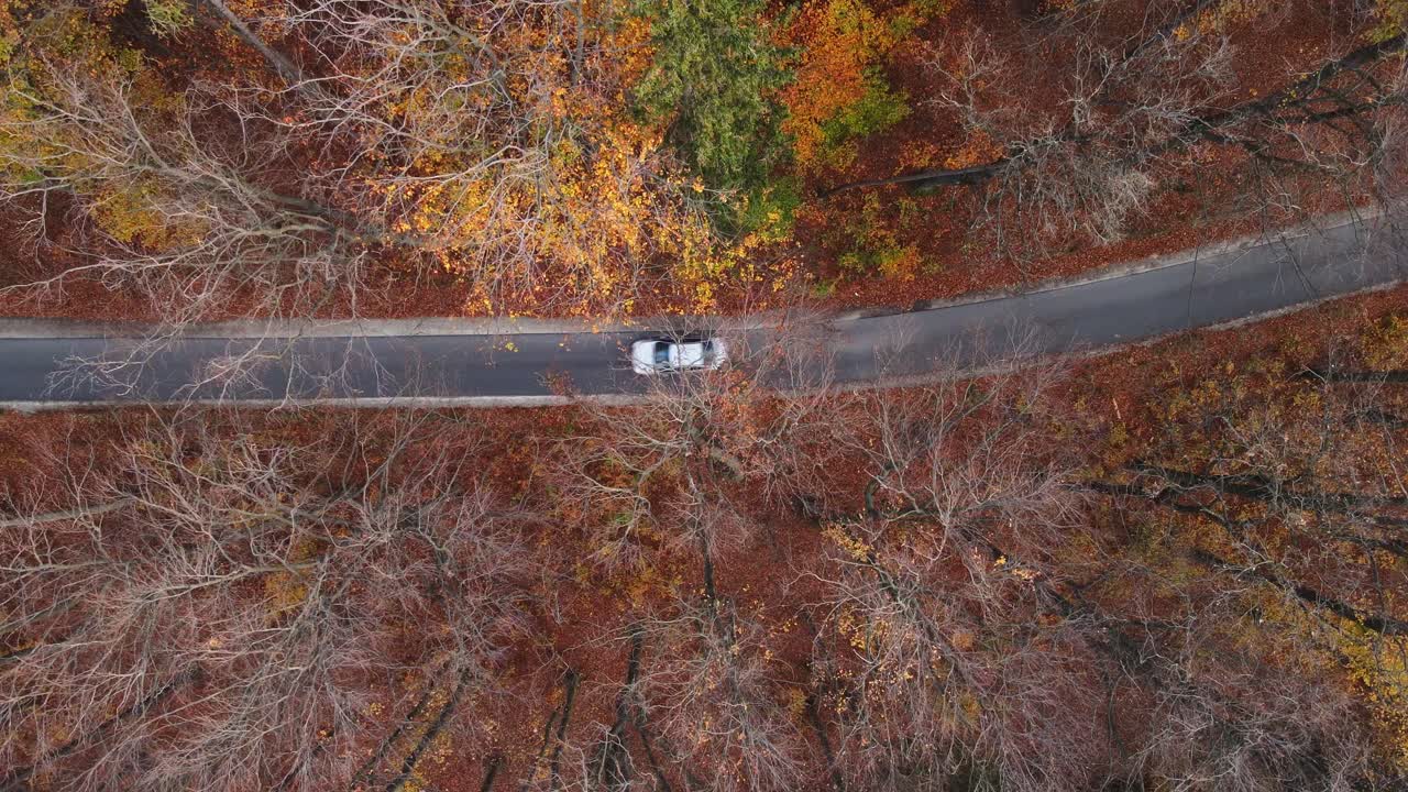 A top-down aerial video of a car driving along a winding road through a forest in autumn. The trees display vibrant fall colors, with a mix of bare branches and golden leaves covering the ground.
