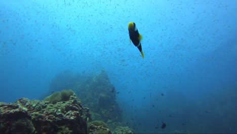 Nemo-the-clown-fish-swims-alone-away-from-the-reef-up-into-the-blue-water-with-schools-of-fish-behind-and-dramatic-sun