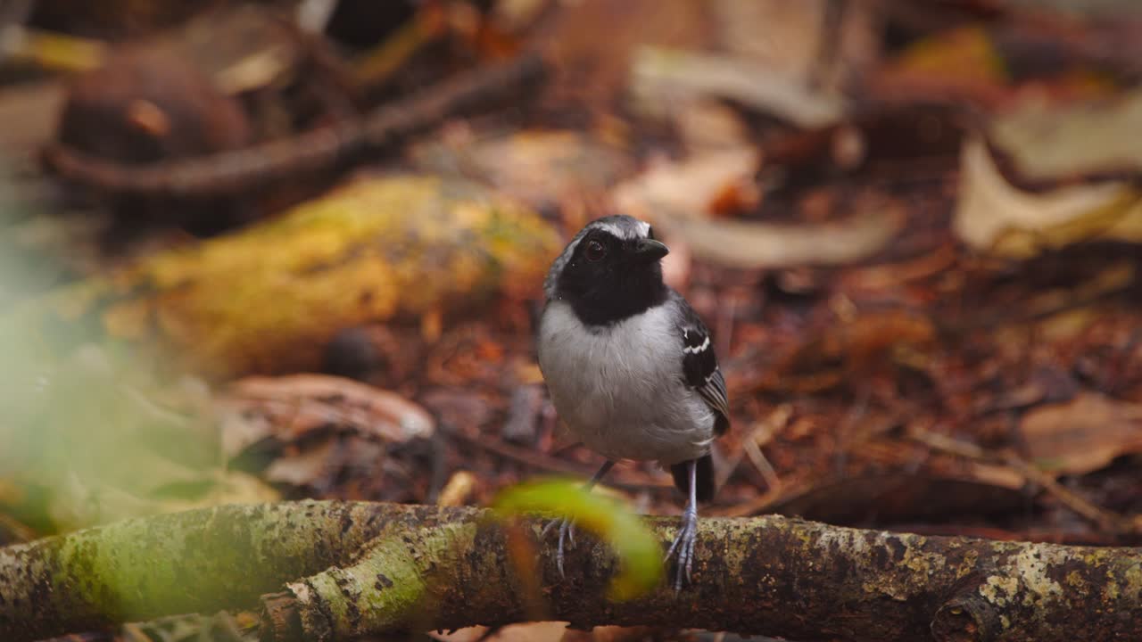 In the dim light of Peru’s Amazon floor, a Black-faced Antbird rests briefly, watching its dense domain constantly bugged by a fly