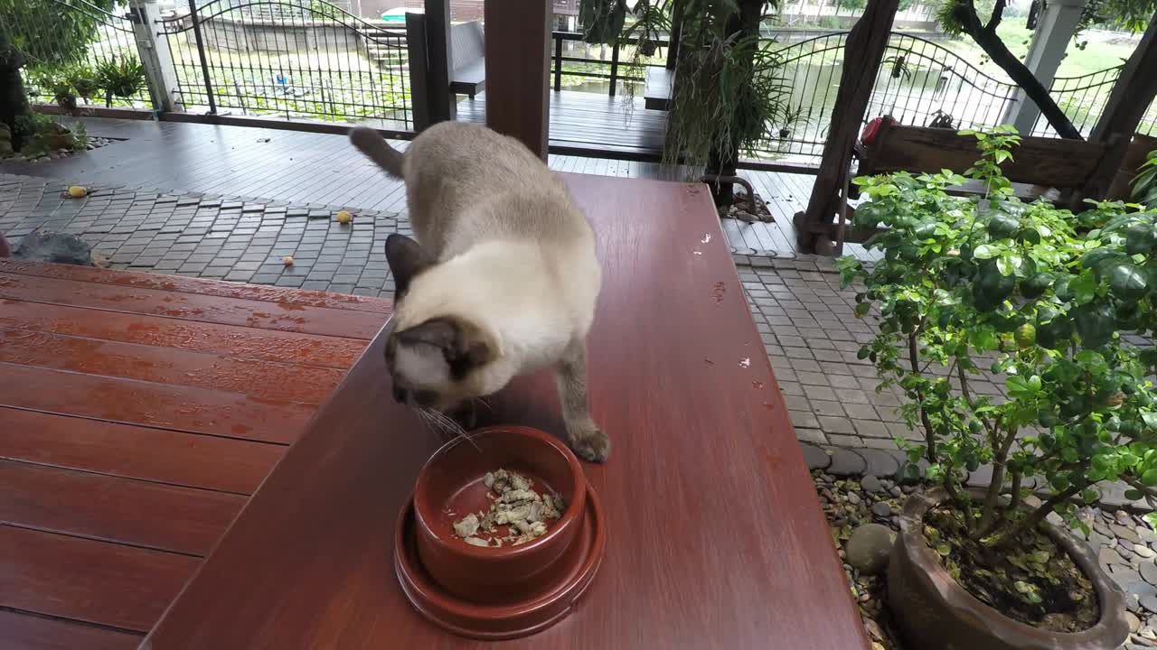 고양이를 먹는 시암 갈색 고양이가 들어와 나무 발코니 바닥에 있는 그에서 음식을 먹기 시작합니다.