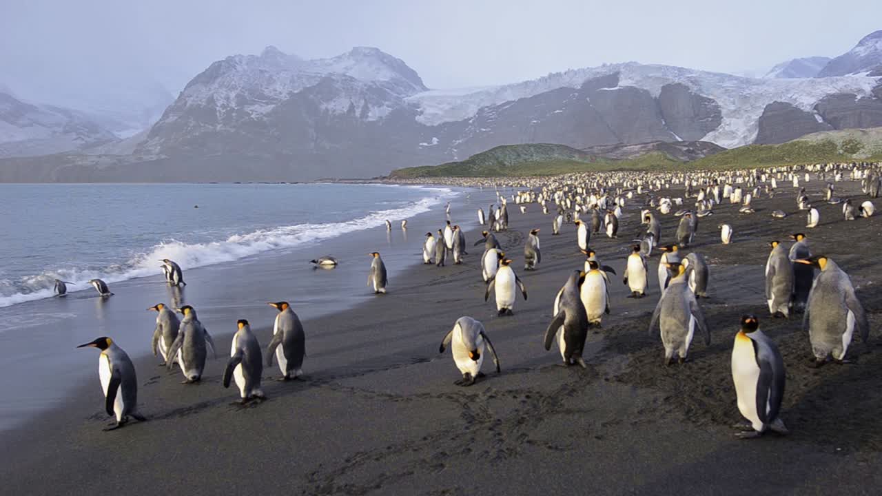 사우스 조지아의 골드 하버에서 서핑에 들어가는 킹 펭귄