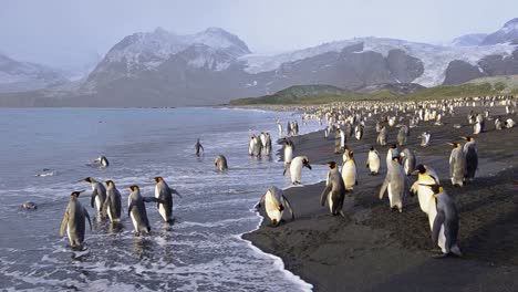 king penguins entering the surf at gold harbor on south georgia