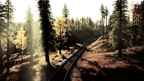 sunbeams shining through trees in forest