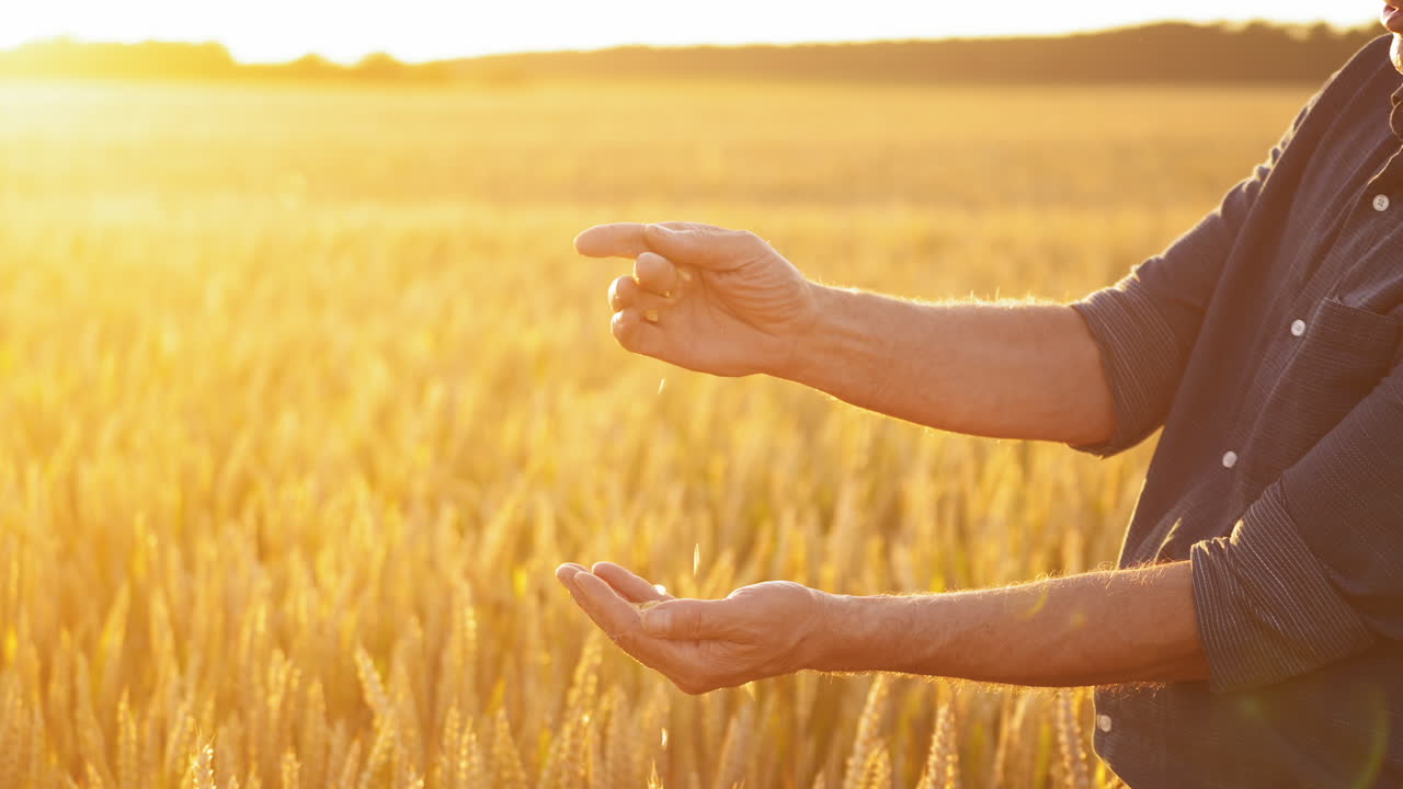 Farmer sifting grains in hands. Hands of a man with grains against the yellow sunlight on a field. Slow motion.
