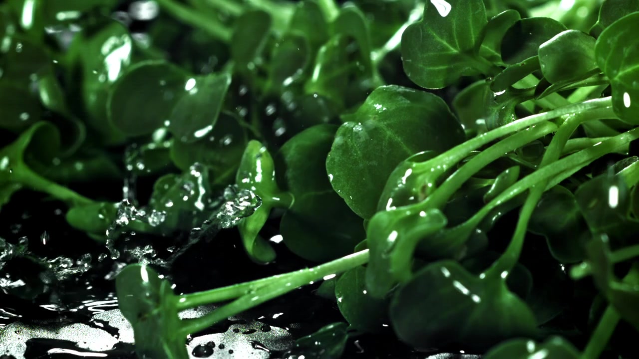 Gocce d'Acqua che Cadono su Microgreens Verdi Freschi