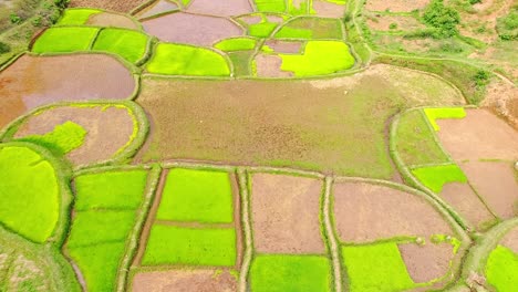 Vuela-Sobre-El-Campo-De-Arroz-Verde-Y-Amarillo