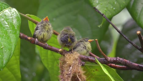 orange-bellied-flowerpecker-children-are-waiting-for-their-mother-to-feed