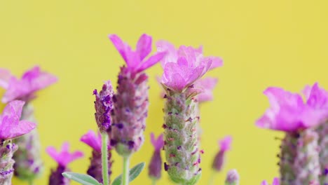 Close-up-of-French-lavender,-Lavandula-stoechas,-growing-in-a-herb-nursery-with-shallow-depth-of-field