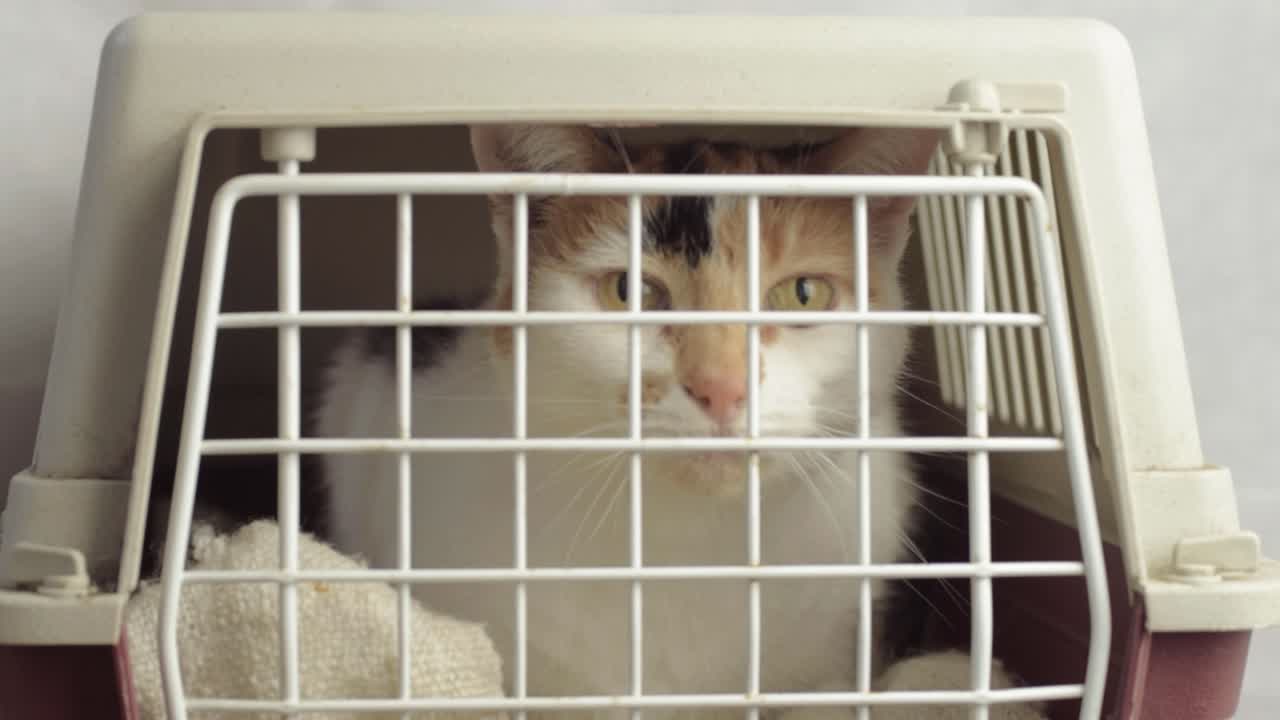 猫用キャリーに入った三毛猫がカメラを見つめている。