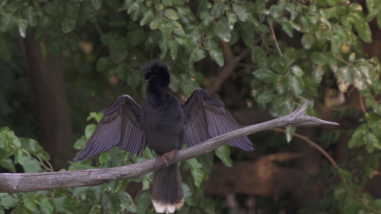 primer plano de un dardo americano negro secando sus alas abiertas mientras descansa en una rama en la naturaleza