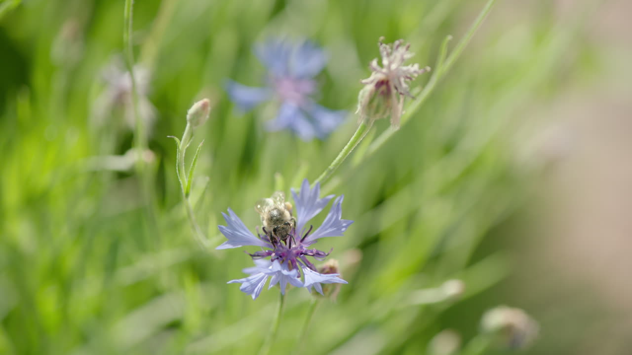 hermosa toma cinematográfica de una abeja recolectando néctar en una flor violeta, la abeja vuela lejos en cámara lenta
