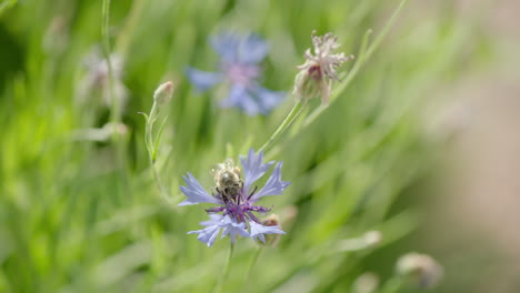 beautiful handheld cinematic shot of a bee gathering nectar on a violet flower, bee flies away in slow motion