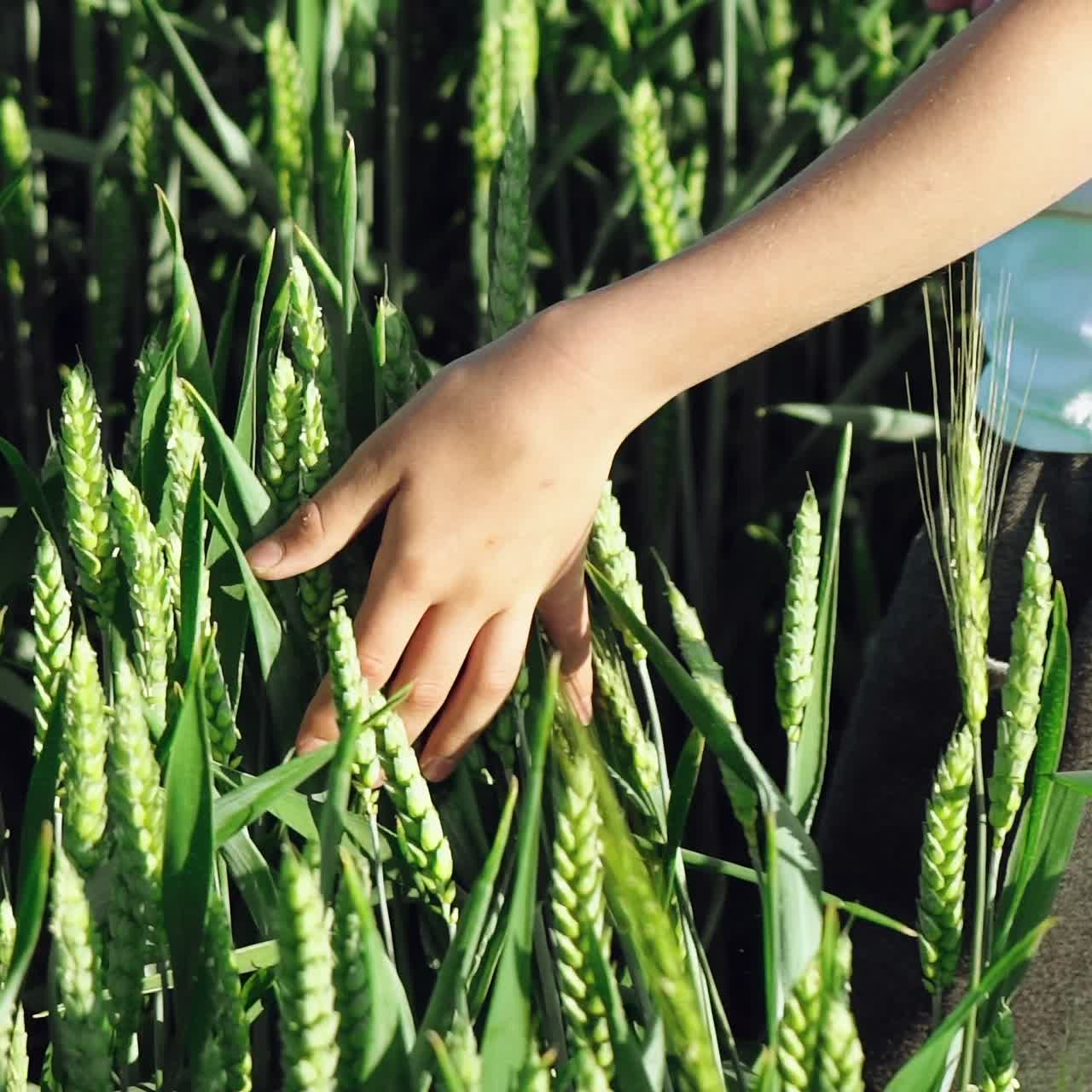 child's hand touches the green wheat ears