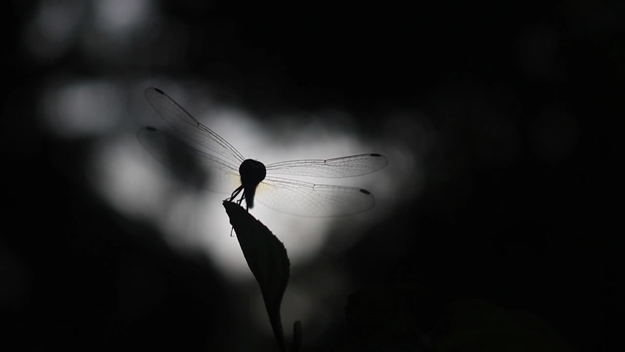 libélula aterrizando en la planta, silueta de insecto volando en la planta