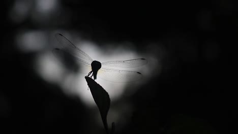 Dragonfly-landing-on-plant,-silhouette-of-insect-flying-onto-plant