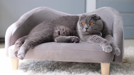 scottish fold cat relaxing on a couch