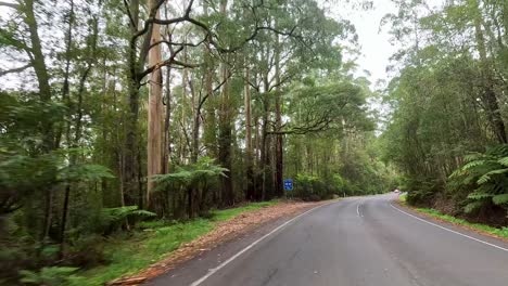 a serene drive along a winding road surrounded by dense, vibrant greenery under soft, natural lighting
