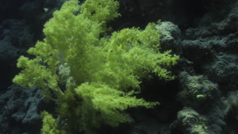 corales de brócoli o litophyton arboreum, coral blando en el mar rojo