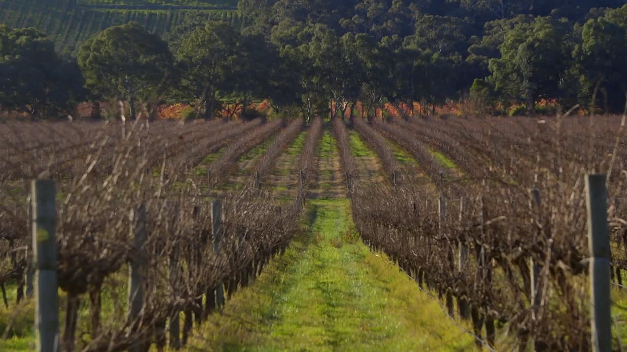 toma estática con zoom en viñedos para la elaboración de vino