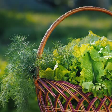 a basket of lettuce and parsley on the field