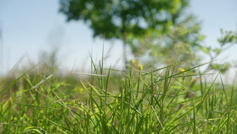 Pflanzen-Werden-Draußen-Vom-Wind-Herumgeschubst