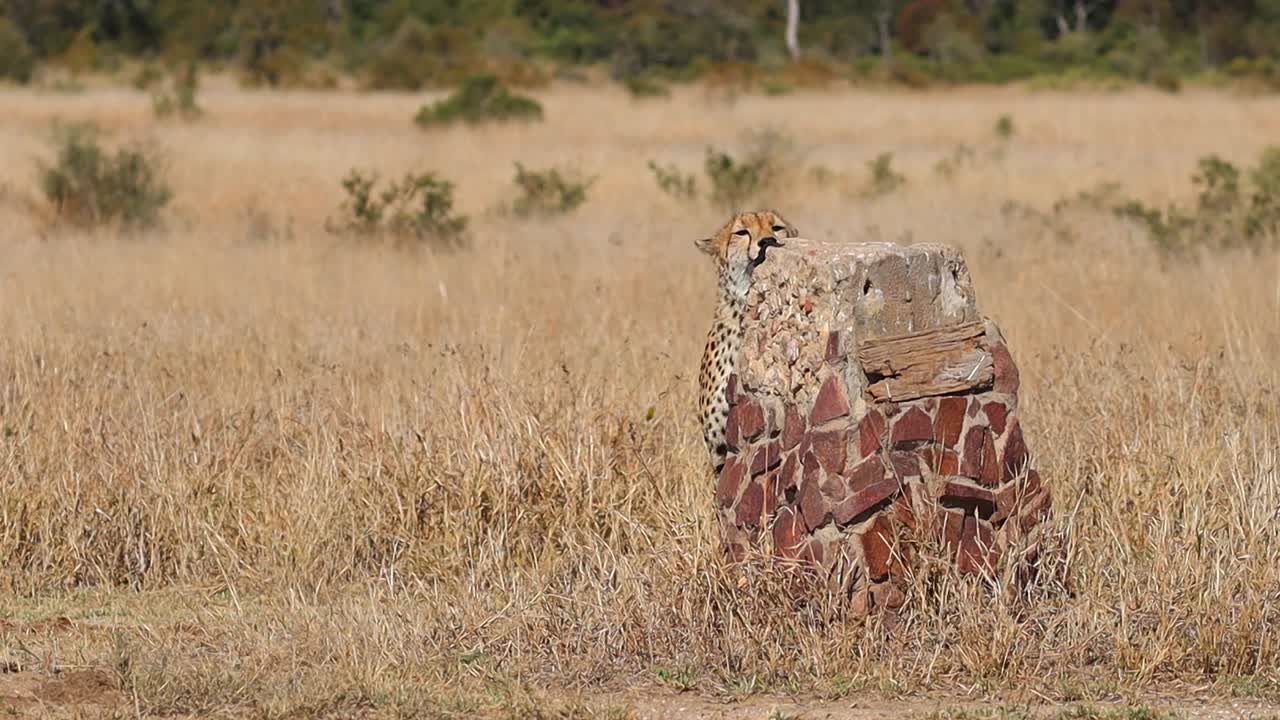 크루거 국립공원의 표지판에서 냄새를 맡는 치타의 극단적인 와이드 샷