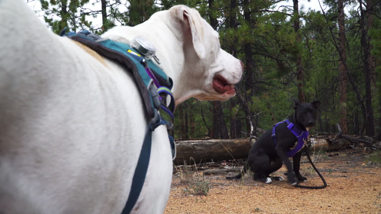 Two dogs take a break on a hiking trail