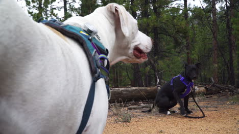 two dogs take a break on a hiking trail